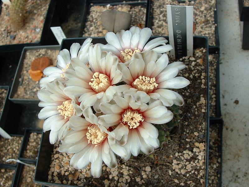 Gymnocalycium quehlianum_1.JPG